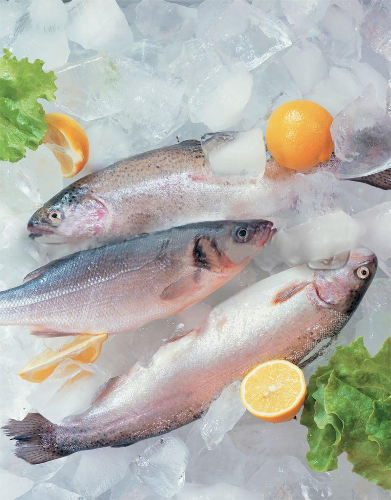 plate ice machine general introduction